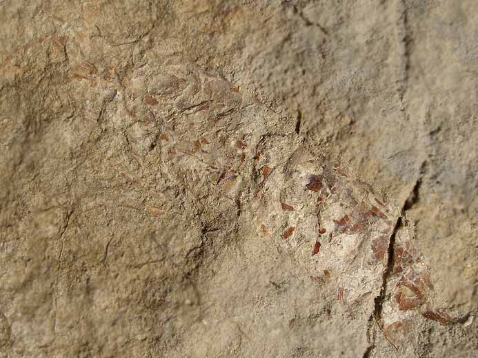 "Natantia" fossile jurassique Boulonnais