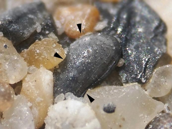 Ostracodes : Crustacs fossiles jurassique Boulonnais