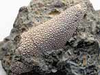Crustac: pince fossile jurassique Boulonnais