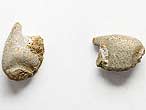 Crustac: pince