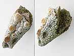 Crustac: pince fossile jurassique Boulonnais