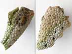 Crustac: pince fossile jurassique Boulonnais