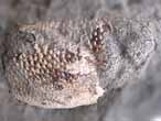 Crustac: cphalothorax fossile jurassique Boulonnais