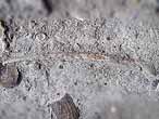 Crustac : pince fossile jurassique Boulonnais