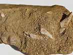 Crustac : pinces fossiles jurassique Boulonnais