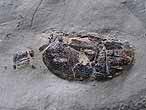Fossiles de Crustacs macroures Glyphea/ Pseudoglyphea du jurassique Boulonnais