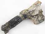 Crustac: priopode fossile jurassique Boulonnais