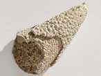 Crustac: pince fossile jurassique Boulonnais