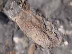 Crustac indtermin fossile jurassique Boulonnais