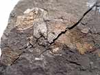 Crustac indtermin fossile jurassique Boulonnais