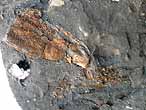 Crustac indtermin fossile jurassique Boulonnais