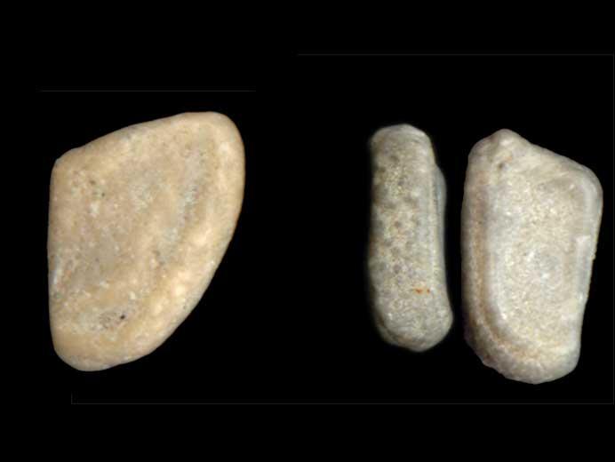 Astropecten : osselets d'toile de mer (astrie) fossiles jurassique Boulonnais