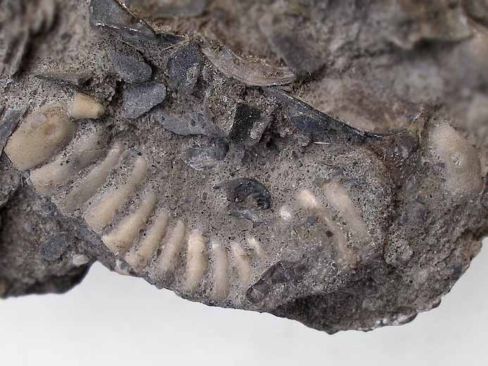 Astropecten : osselets et pine d'toile de mer (astrie) fossiles jurassique Boulonnais