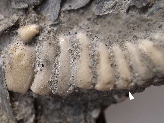 Astropecten : osselets et pine d'toile de mer (astrie) fossiles jurassique Boulonnais