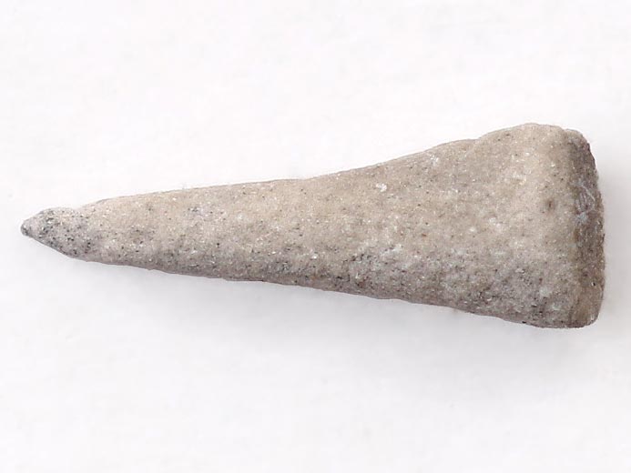 Astropecten : pine d'toile de mer (astrie) fossiles jurassique Boulonnais