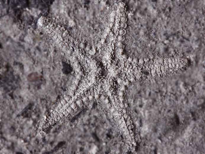 Asterie Astropecten fossile jurassique Boulonnais COPYRIGHT P.TITREN