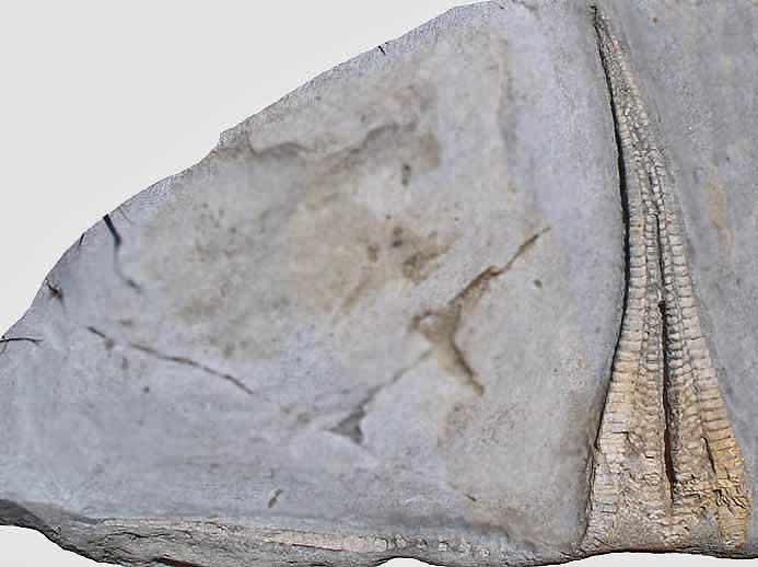 Asterie fossile jurassique Boulonnais COPYRIGHT P.TITREN