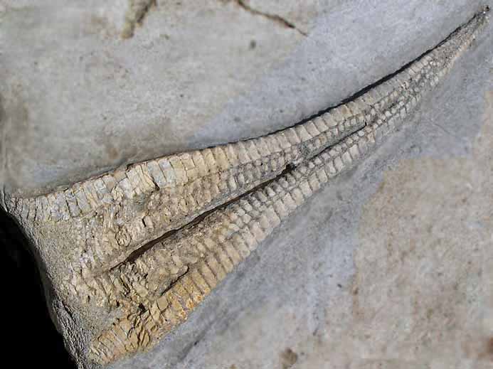 Asterie fossile jurassique Boulonnais COPYRIGHT P.TITREN