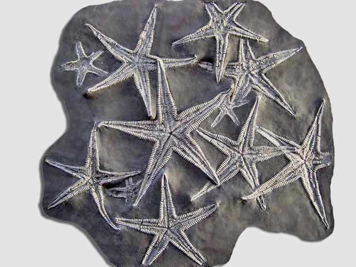 Asterie Astropecten fossile jurassique Boulonnais COPYRIGHT P.TITREN