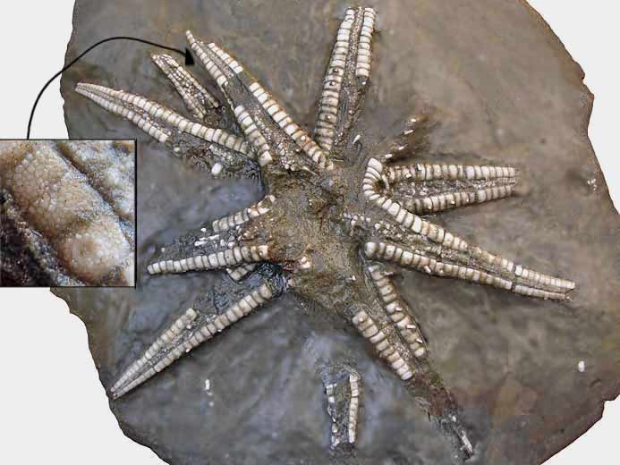 Asterie Astropecten fossile jurassique Boulonnais COPYRIGHT P.TITREN