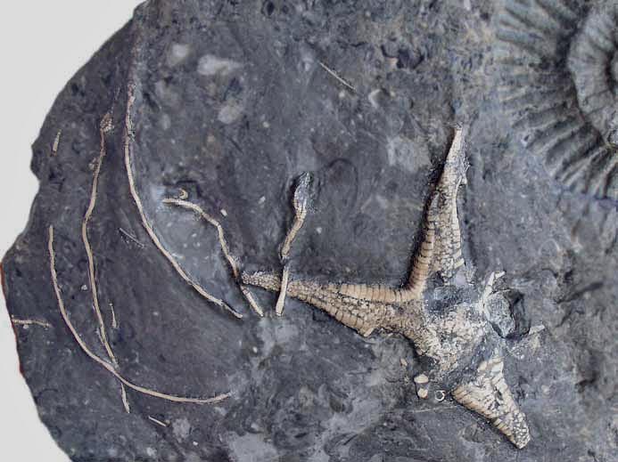 Asterie Astropecten fossile jurassique Boulonnais COPYRIGHT P.TITREN
