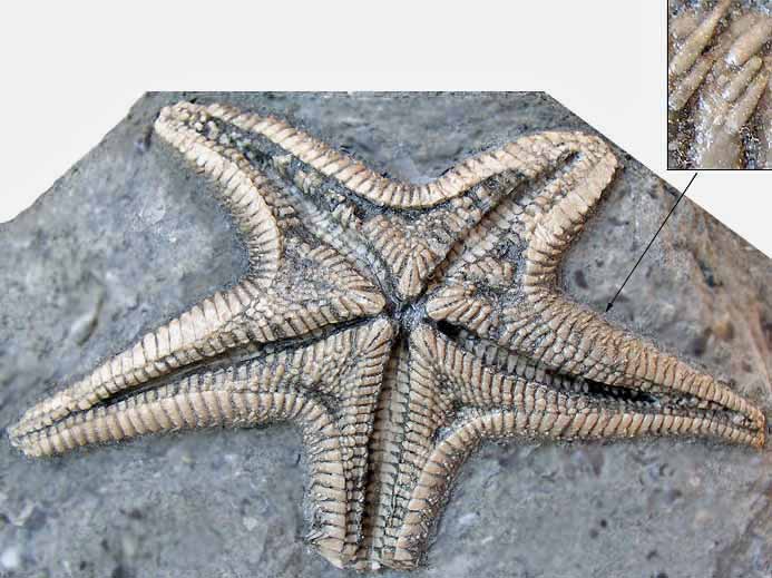Asterie Astropecten fossile jurassique Boulonnais COPYRIGHT P.TITREN