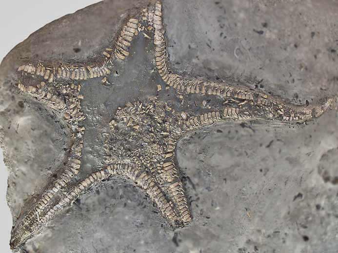 Asterie fossile jurassique Boulonnais COPYRIGHT P.TITREN