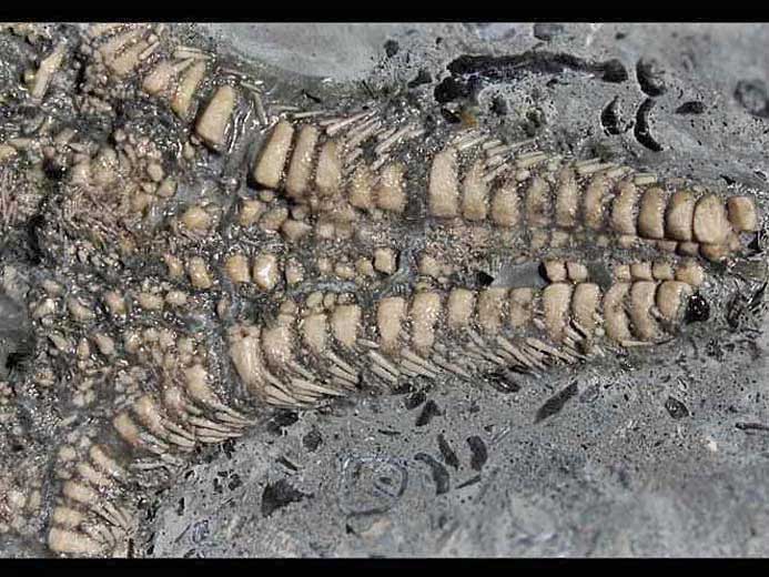 Asterie fossile jurassique Boulonnais COPYRIGHT P.TITREN