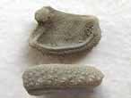 Astries fossiles divers du jurassique Boulonnais