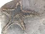 Astries fossiles divers du jurassique Boulonnais COPYRIGHT P.TITREN