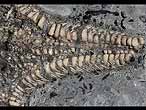 Astries fossiles divers du jurassique Boulonnais COPYRIGHT P.TITREN