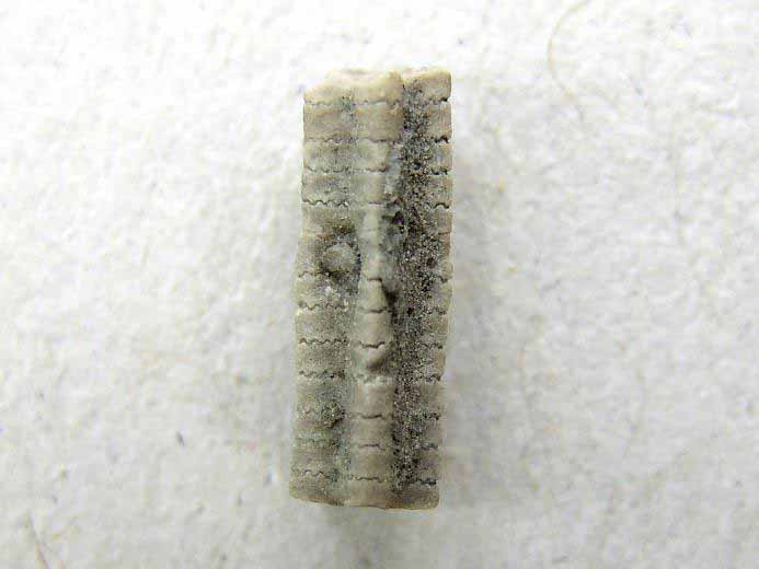 image Pentacrinus fossile jurassique Boulonnais