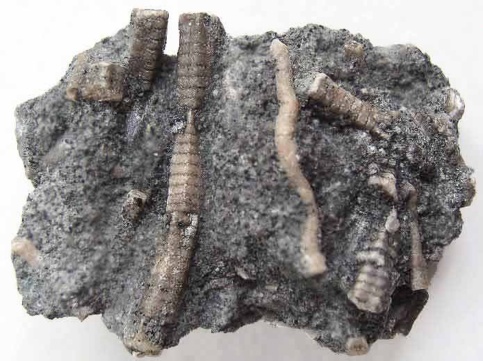image Pentacrinus fossile jurassique Boulonnais