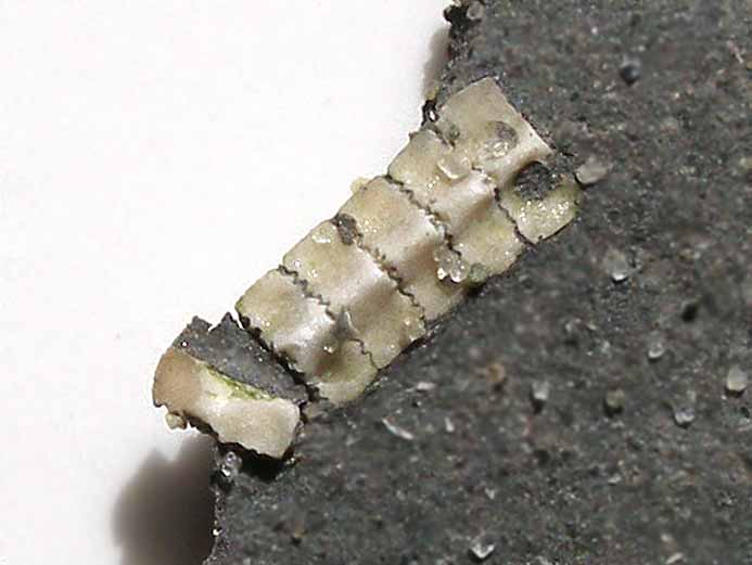 image Pentacrinus fossile jurassique Boulonnais
