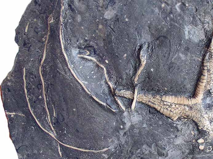 Pentacrinus beaugrandi fossile jurassique Boulonnais COPYRIGHT P.TITREN