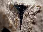 Crinoide fossile divers du jurassique Boulonnais