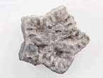 Crinoide Pentacrinus fossile du jurassique Boulonnais