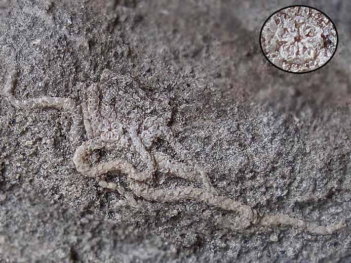 Ophiures fossiles jurassique Boulonnais