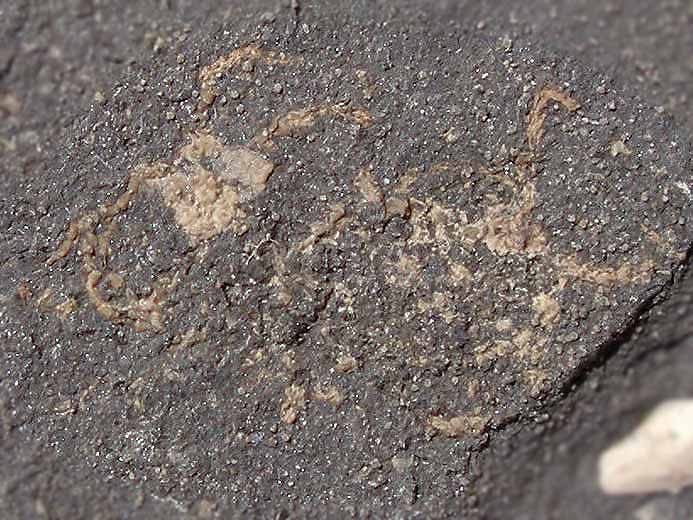 Ophiures fossiles jurassique Boulonnais