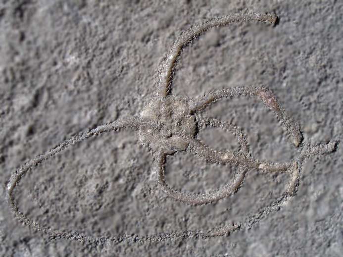 Ophiure fossiles jurassique Boulonnais