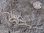Ophiures fossiles du jurassique Boulonnais