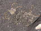 Ophiures fossiles du jurassique Boulonnais