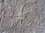 Ophiures fossiles du jurassique Boulonnais