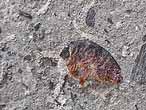 Ophiures fossiles du jurassique Boulonnais
