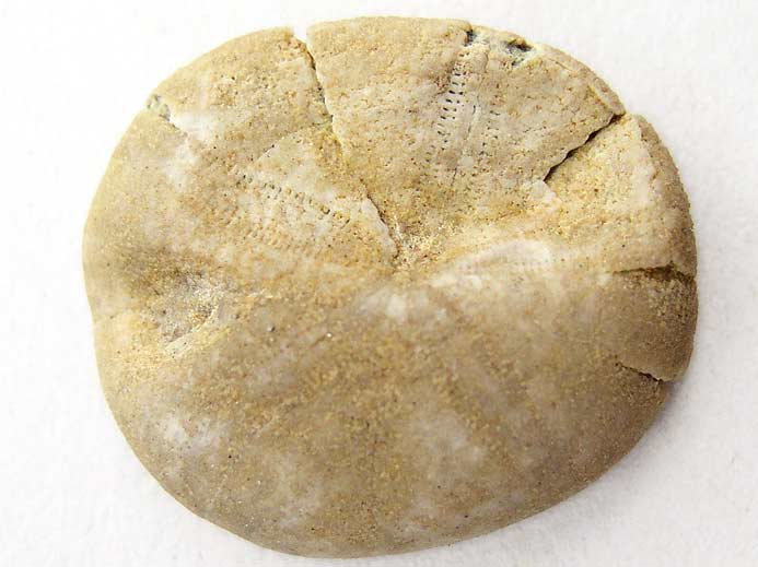 Nucleolites (Echinobrissus) brodiei oursins Irrguliers fossiles jurassique Boulonnais