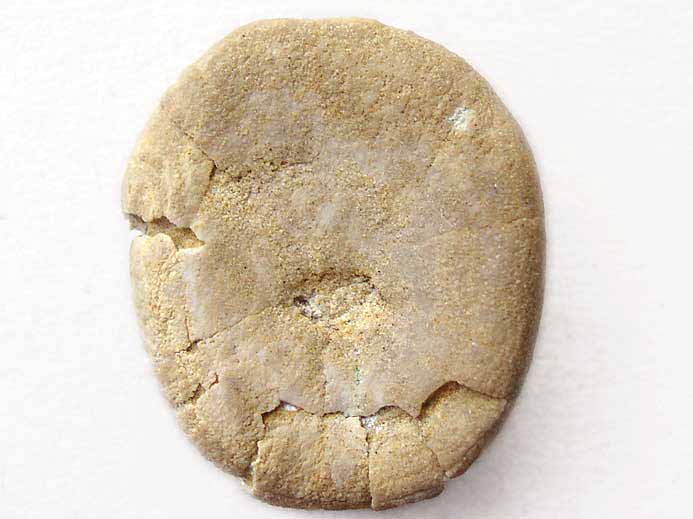 Nucleolites (Echinobrissus) brodiei oursins Irrguliers fossile jurassique Boulonnais