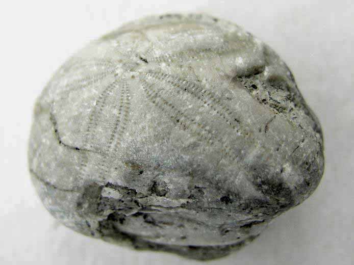 Nucleolites (Echinobrissus) brodiei oursins Irrguliers fossile jurassique Boulonnais