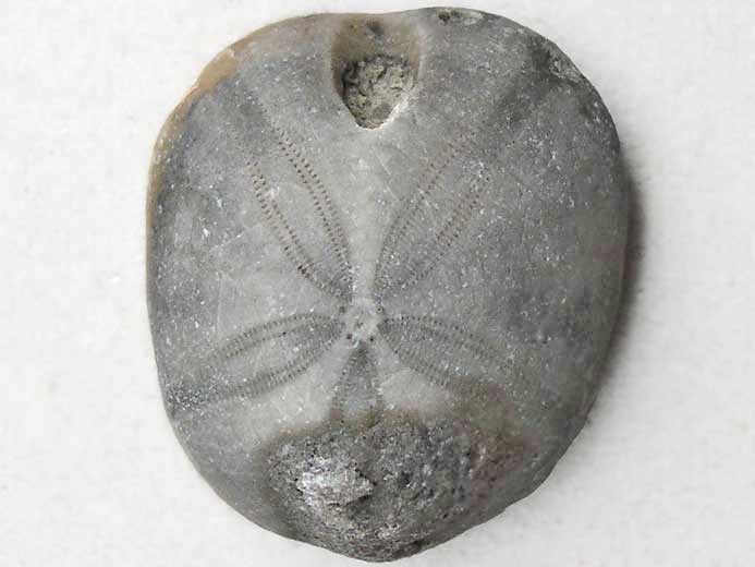 Nucleolites (Echinobrissus) brodiei oursins Irrguliers fossile jurassique Boulonnais