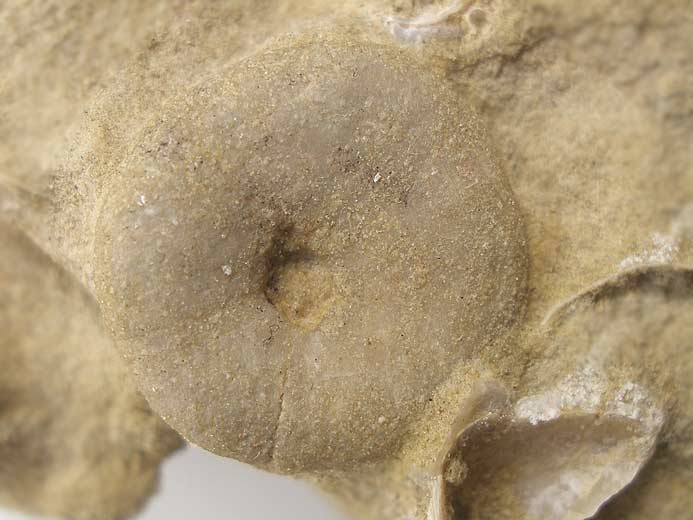 Nucleolites (Echinobrissus) Oursins Irrguliers fossiles jurassique Boulonnais