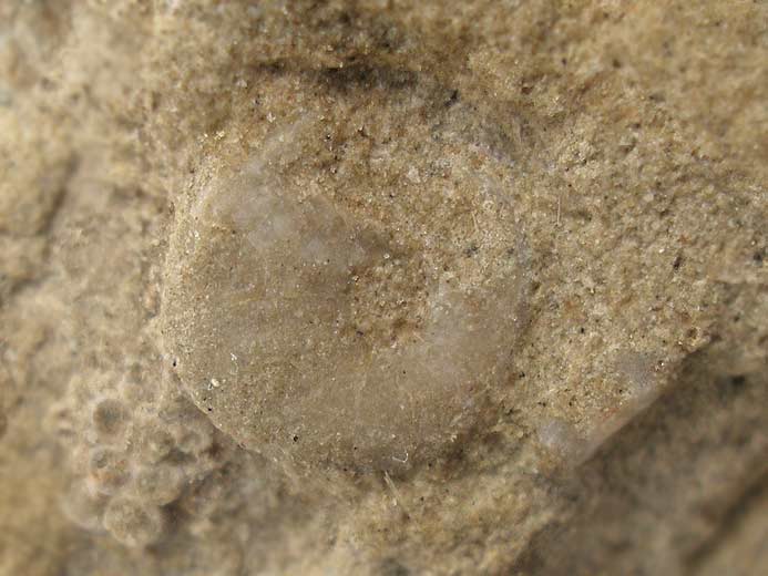 Nucleolotes sp juvnile Oursins Irrguliers fossiles jurassique Boulonnais